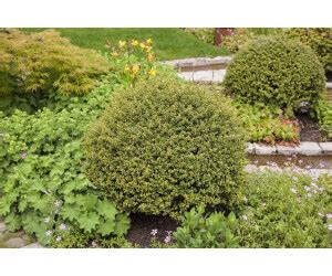 Pflanzen für dich Ilex crenata Glorie Gem 40 50 cm 1 Pflanze ab 24 95