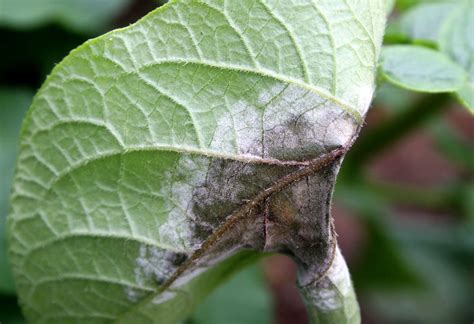 Effect of fungicide application on potato cultivars at Cedara in the