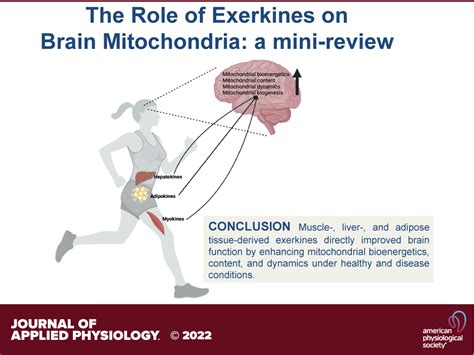 The Role Of Exerkines On Brain Mitochondria A Mini Review Journal Of