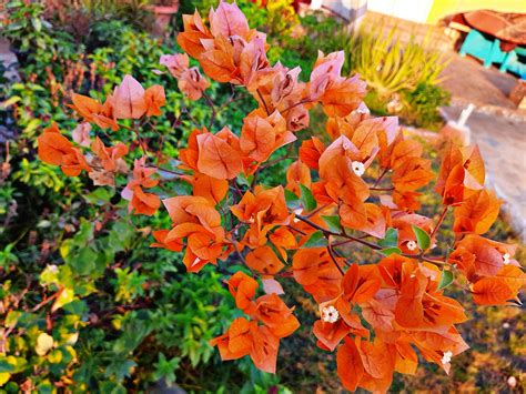 Bougainvilliers Fleurs Plantes Photo Gratuite Sur Pixabay Pixabay