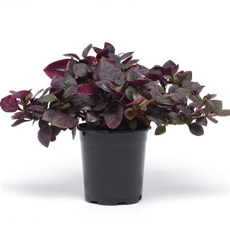 Purple Prince Alternanthera