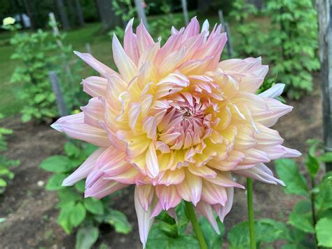 Shaggy Chic Sc Bydesigndahlias