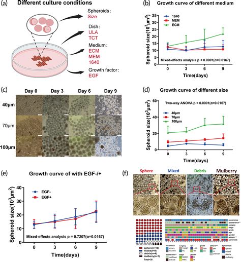 Establishment Of Bladder Cancer Spheroids And Cultured In Microfluidic