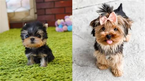 1 best ideas for coloring | Teacup Yorkies $300