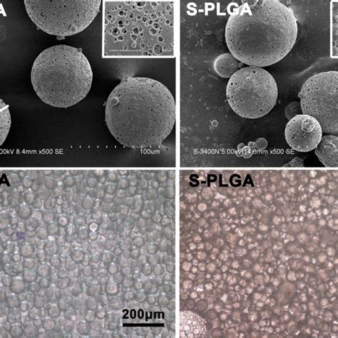 Morphological Characterizations Of The Porous Plga And S Plga Download Scientific Diagram