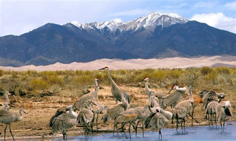 8 dazzling Great Sand Dunes National Park & Preserve photos