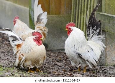 Poultry Yard Naked Neck Breed Chicken Stock Photo Shutterstock