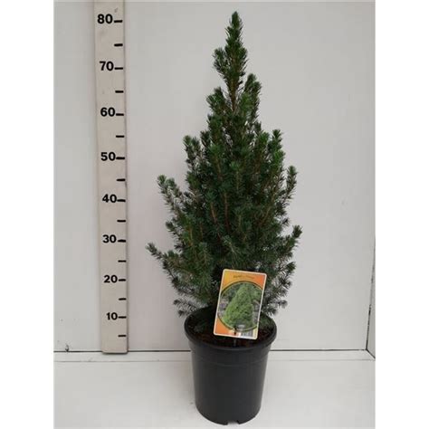 Picea glauca Conica Picea glauca ‘Conica’ (1 Plants/Order) (19cmP 75cmH ...