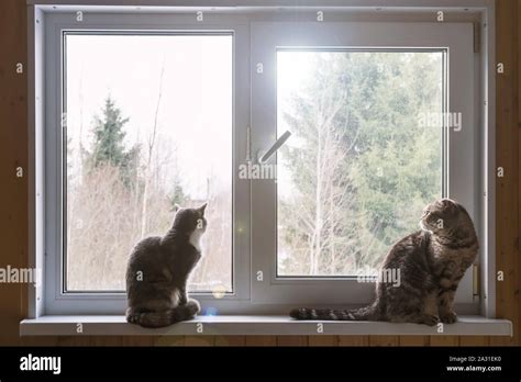 Two Cute Cat Sitting On The Window Sill And Interest Look Out The