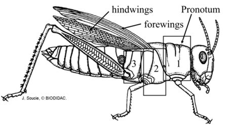 PLSC 313 Entomology Midterm Orders And Insect Body Parts Flashcards