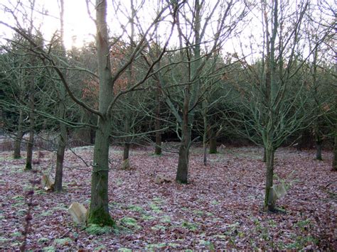 hutton thorn woodland  jthomas cc  sa geograph britain