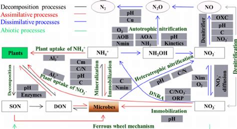 The Nitrogen N Transformations And Their Controllers In Forest Soils