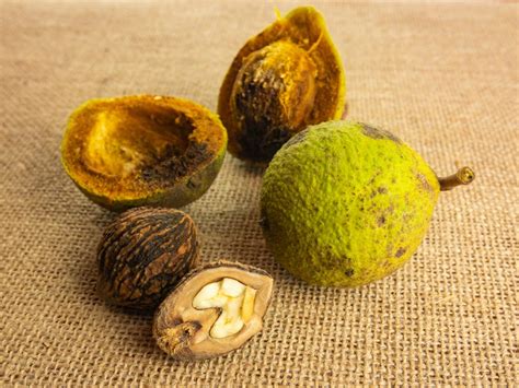 Harvesting Cracking And Cooking Black Walnuts Bag A Nut