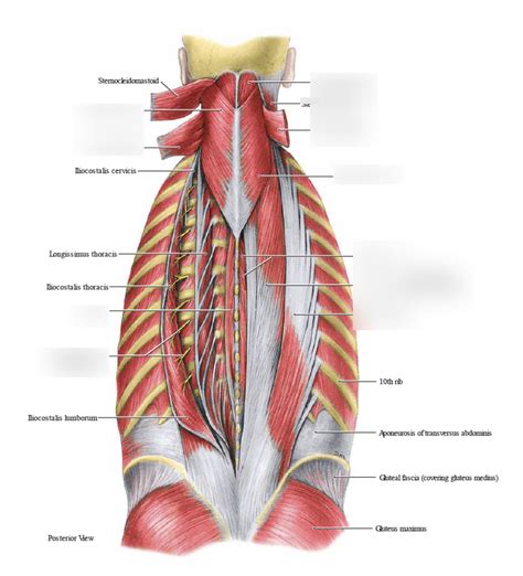 Intrinsic Back Muscles Diagram Quizlet