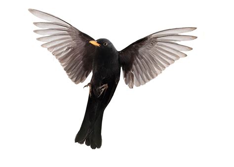 Blackbird Soars To New Heights Down Under