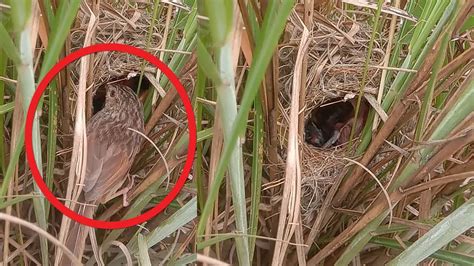 Nest In The Grass Rare To See The Birds Nest On The Green Grass Youtube