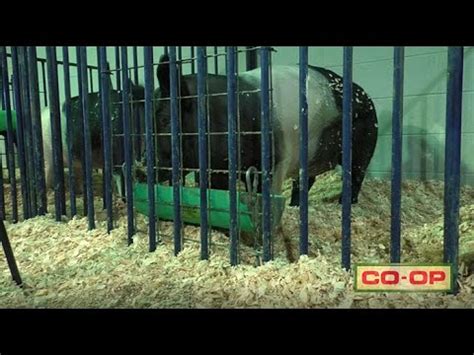 Tennessee Junior Swine Show Youtube