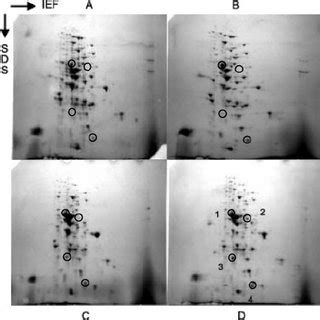 Partial purification and substrate specificity of the periplasmic-space ...