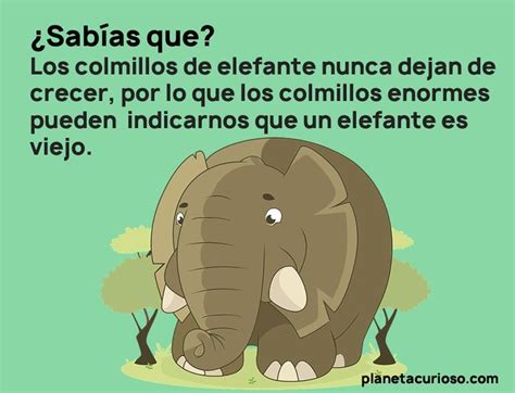 17 Datos Curiosos para niños que tal vez ni tú sabías Curious facts