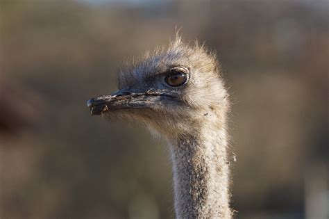 Ostrich Bird Flightless Free Photo On Pixabay Pixabay