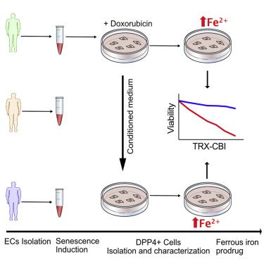 Selective Ablation Of Primary And Paracrine Senescent Cells By