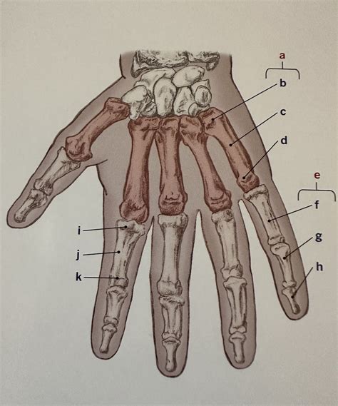 Diagram Metacarpals And Phalanges 1 Diagram Quizlet