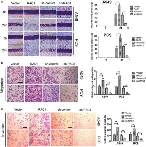 Frontiers Rac Involves In The Radioresistance By Mediating