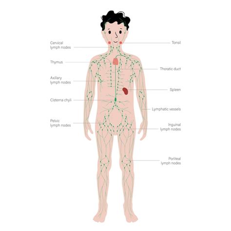 Sistema linfático en el cuerpo humano Vector Premium