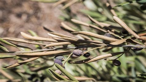 Xylella fastidiosa la temida bacteria del olivar mediterráneo