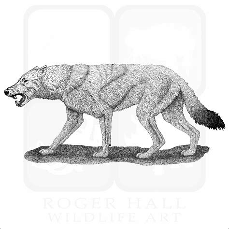 Dire Wolf - Signed Fine Art Print - inkart