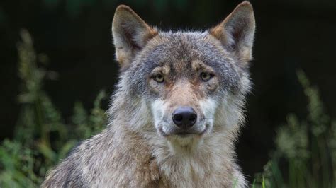 Wolf Am Strand Von St Peter Ording Gesichtet Ndr De Nachrichten