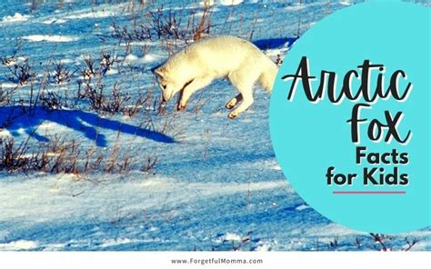 Arctic Fox Facts For Kids Forgetful Momma