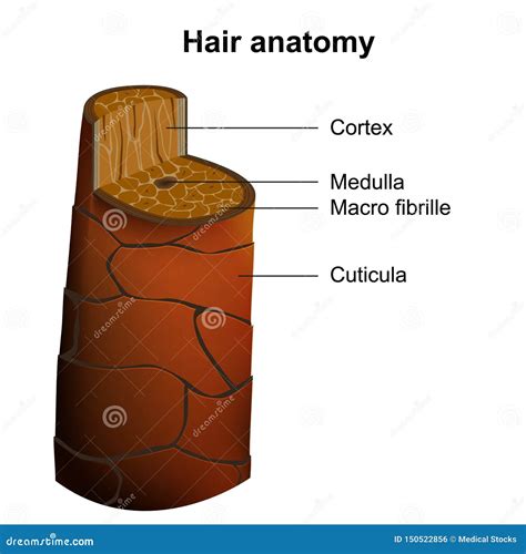 Ejemplo M Dico Del Vector De La Anatom A Del Cabello Humano Aislado En