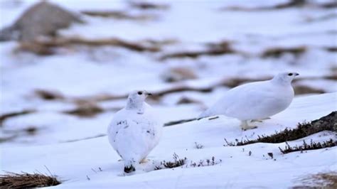 Ces Animaux Changent De Pelage En Hiver Pour Se Camoufler Ou Se