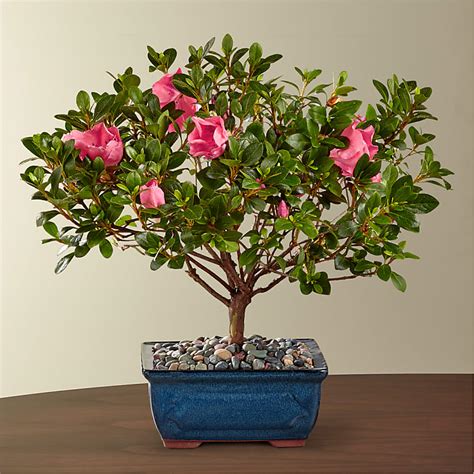 Azalea Bonsai