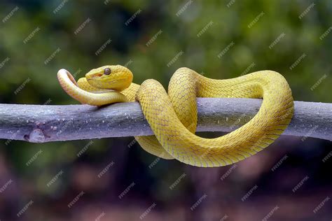 Premium Photo The White Lipped Tree Viper Is A Venomous Pit Viper