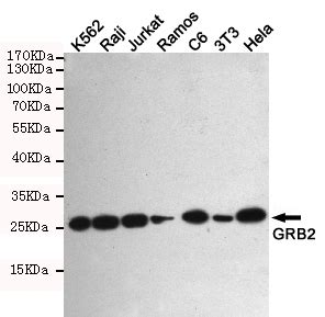 GRB2 Antibody Purified Mouse Monoclonal Antibody Mab WB Buy Now