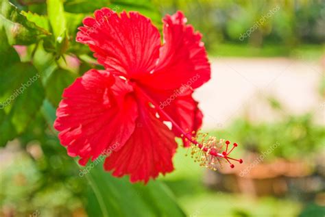 Chinese Hibiscus (China rose) — Stock Photo © mcont_ #2779400