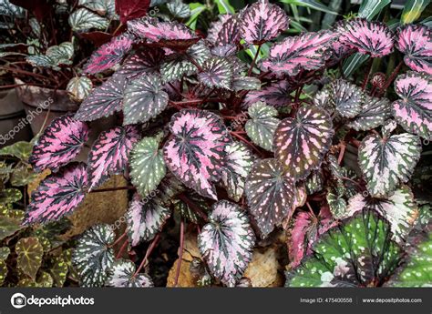 Details 100 Imagen Begonia Rex Hibrida Abzlocal Mx