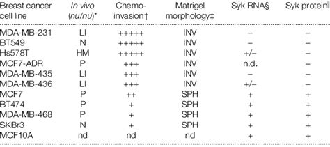 Syk Protein And Mrna Expression In Breast Cancer Cell Lines Download