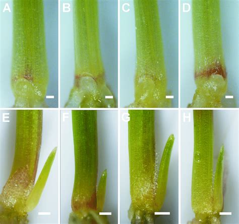 Antagonistic Effect Of GA And CK On Tiller Bud Outgrowth A D