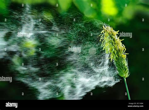 Grasses Pollen Flying Foxtail Pollen Flying Grass Pollenless Flying Pollen In The Air Stock