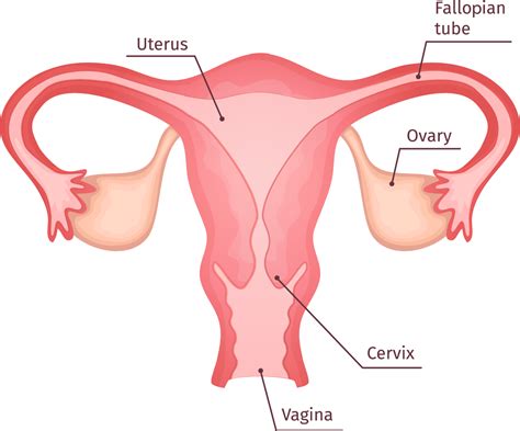 Cervical Screening Programme Cervical Cancer