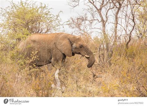 Elefanten Afrika Wasser Ein Lizenzfreies Stock Foto Von Photocase