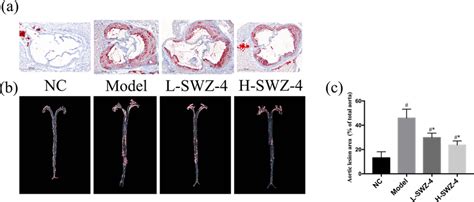 Swz 4 Attenuates Atherosclerotic Lesions In The Apoe Ko Mouse Aortas