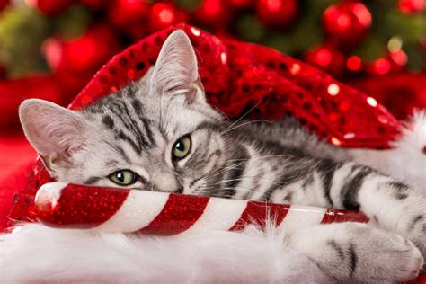 8 Holiday Traditions To Share With Your Cat Bechewy