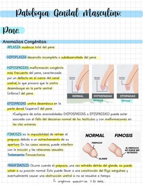 Patología Genital Masculino Andressa Surkamp uDocz