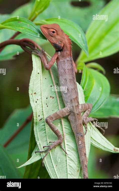 Indian Lizards Hi Res Stock Photography And Images Alamy