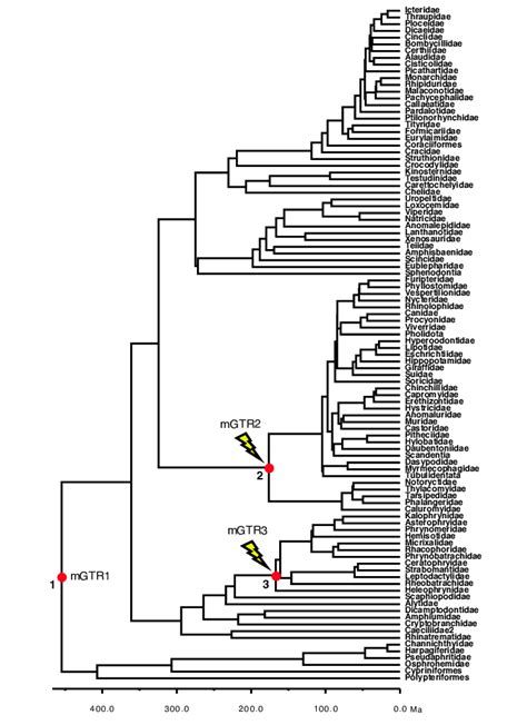 Phylogeny Of 100 Taxa Showing Calibrated Nodes The Tree Has Been