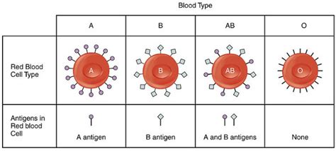 Blood Types: Antigens, Antibodies and Transfusions - Biomed Guide